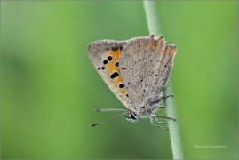 <p>OHNIVÁČEK ČERNOKŘÍDLÝ (Lycaena phlaeas) ---- /Small copper - Kleiner Feuerfalter/</p>